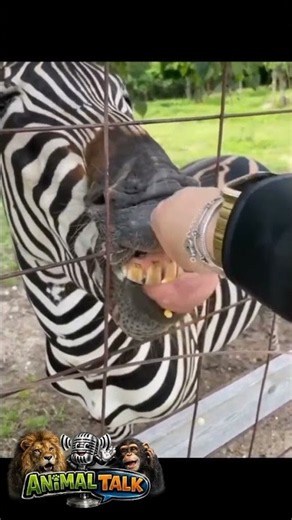 LEAVE MY TONGUE ALONE! - ANIMAL TALK #shorts #animaltalk #animalshorts