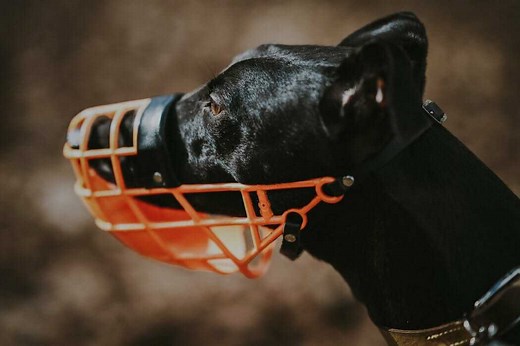 10 Best Muzzles For Reactive Dogs - Your Dog Advisor