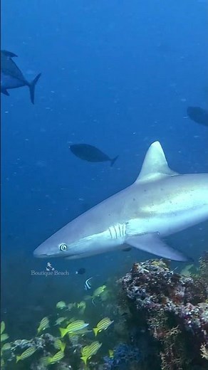 DIVE NOW - Work Later #islandlifesimpleluxury #dhigurarh #travel #Maldives #dive #sharks #Whaleshark