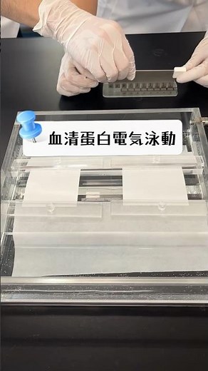 血清蛋白電気泳動★臨床検査学基礎実習I★#西野学園 #臨床検査技師科#臨床検査技師