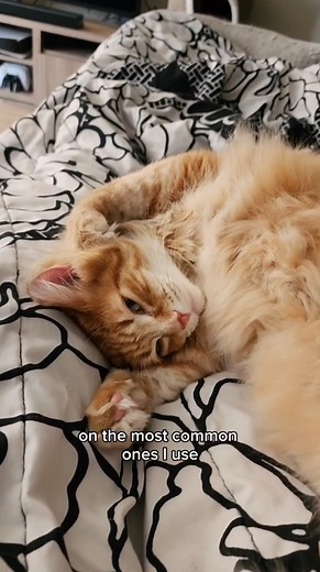 He's a cat of many names 😅 #catstagram #catlover #cat #catpaws #catsofinstagram #cats_of_instagram #cats #catloversclub #cats_of_world #catlife #pets #kitten #orangecats #cute #cutecats #funny #walterthecatt | It's me Walter the Catt