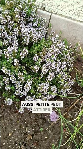 My common thyme is in bloom 🌸 Benefits and harvest #gardening #garden
