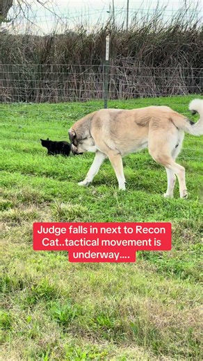 Recon Cat: Tactical Movements Against Coyotes