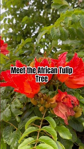 African Tulip Tree in Kauai 🌷 Beautiful but Invasive in Hawaii’s Rainforests