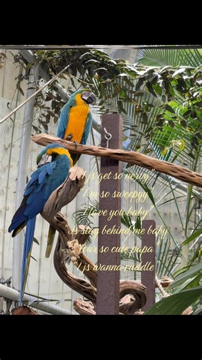 I js get so nervy!! #roblox #parrot #fyp #xyzbca #viral | im so sweepy