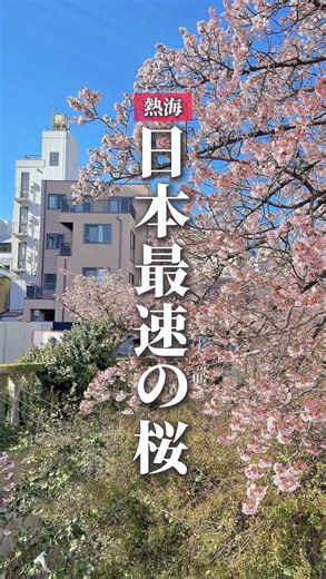 熱海市の早咲き桜と食べ歩き絶景ツアー