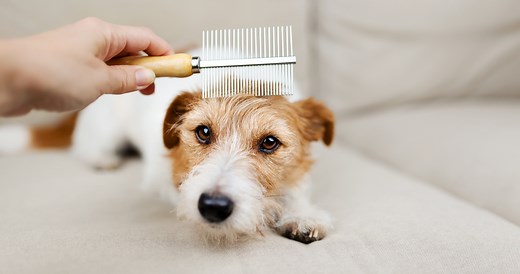 What Do Fleas Look Like on Dogs? | PetMD
