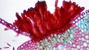 Histologia Animal: fundamentos e características teciduais