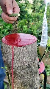 1.5M views · 4.1K reactions | Easy Grafting Tips for Fruit Trees | Unique Methods Every Gardener Should Know | Cool Advantage | Facebook