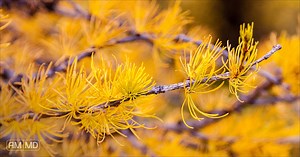 6 Herbs That Restore Gut Health – Amy Myers MD