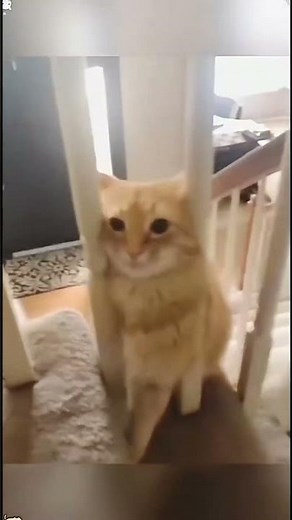 Phillies land All-Star closer Jhoan Duran ahead of MLB trade deadline 👀🔥 #JhoanDuran