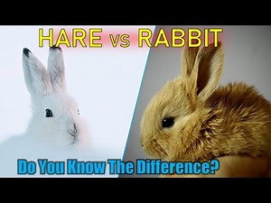 Hares vs Rabbits: What’s the Real Difference?
