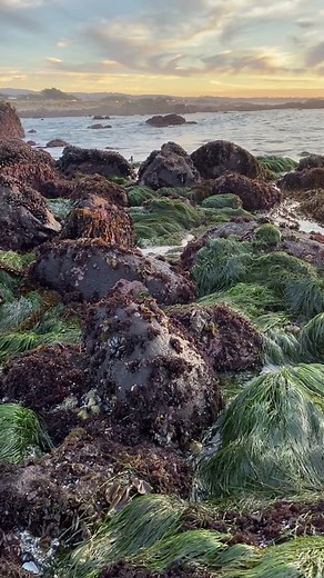 Exploring Marine Life in Tide Pools - A Nudibranch Nerd's Adventure