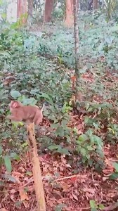 Together, Monkey Kaka and her father navigate the forest, turning their journey into an exciting adventure #Monkeykaka | Kaka Page