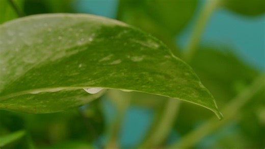 Extreme close up of a green leaf on a rainy day - Free Stock Video