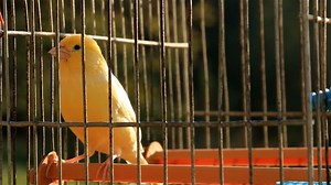 Bird, Animal, Cockatiel