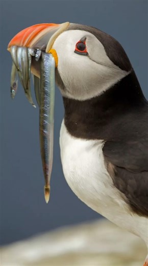 puffin: the flying penguin