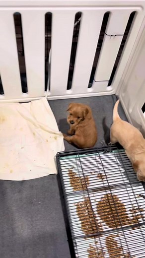 Choosing the Right Whelping Box for Puppies