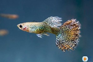 Fin Rot In Guppies: Causes, Remedies, And Prevention Guide