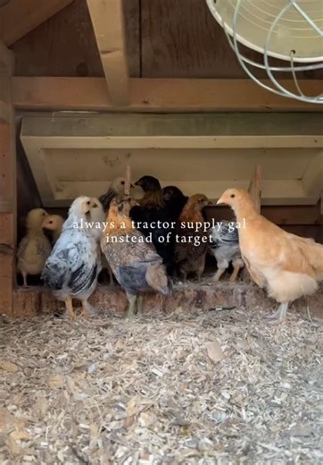 Exploring Homesteading with Tractor Supply People