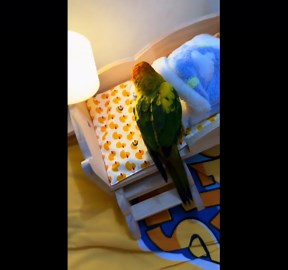 Sun conure goes to bed on its own in Zhejiang, China