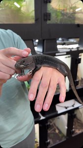 Our melanistic male jeweled lacerta (Timon lepidus) enjoying (tolerating) some head pets. Lacertas are very intelligent and can become quite “tame” with regular interaction. #pets #petlizards #reptiles #livingart #reptilesofig #lizards #rarereptiles #reptilebreeder #reptile #lizardsofinstagram #jeweledlacerta #lacerta #timonlepidus | Living Art by Frank Payne