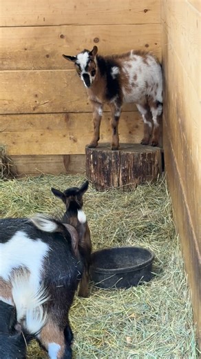 Little Miss wants to play with June so bad! June isn’t sure what to make of her 😂 I love that she’s being gentle with little Miss and that they are playing 🤍 #countryoakacres #lovewhatyoudo #photooftheday #family #goatkids #baby #viral #fyp #goatlovers #goatbabies #babygoat #love #babygoatsarethecutest #babygoatlove #babyanimals #babyanimalstagram #nigeriandwarfs #brothersister #viralreels #viralvideos #viralvideo | Country Oak Acres