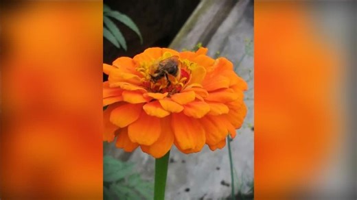 Видео Август 2021 | OK.RU