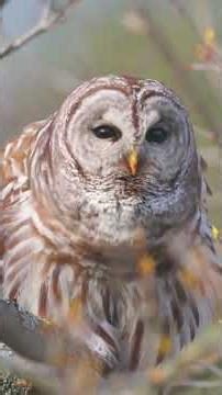 Top8 Wild Birds' Different Sound! #original #birdsong #animalsounds #animals #birdschirping