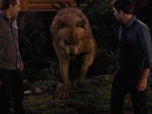 Jacob Twilight Wolf Edit - Explore the Twilight Wolfpack