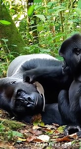 38 reactions | Funniest Gorilla Prank Ever Caught on Camera   100% AI-made for pure fun! Every clip is digitally created — no real animals or people involved.  Enjoy the cuteness & good vibes!  No reuploads or reuse allowed. #AIvideo #AIfunny #AIanimals #AIcute #CreativeAI #AImagic #AIreel | Alpha Paw Legends | Facebook
