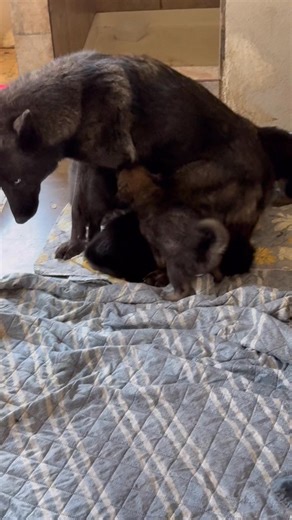 Little rascals are growing! Adoption | Wolf Dogs at Howling Hickory