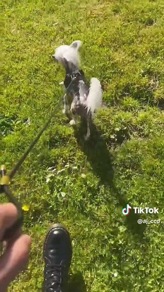 ✨☀️✨ #chinesecrested #中国冠毛犬 #dogsofinstagram #dog #chinesecrestedhairless #hairlessdog #ccd