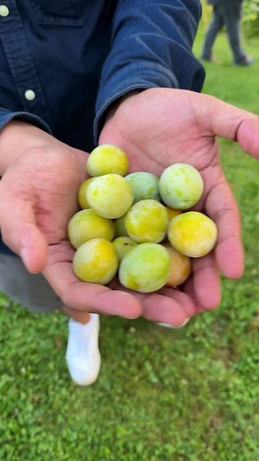 Wild Mulberries, BlackBerry, and Mirabelle Plum! Fresh Fruits In The Farm