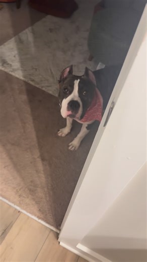 Big Daddy Nem 🐶💕💙 on Instagram: "Idk who made my room the meeting spot, but that ain’t it! #bigdaddynem #dogfamily #dogmomlife"