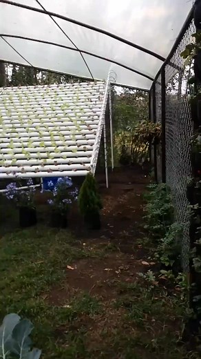 27K views · 242 reactions |  ¡Así va el cultivo Hidropónico vertical! #medidor4en1 #mimundohidroponico #holidayseason #hidroponia #localmarket #hidroponiacolombia #nutrientesmayores #hidroponiala | Mi Mundo Hidropónico | Facebook