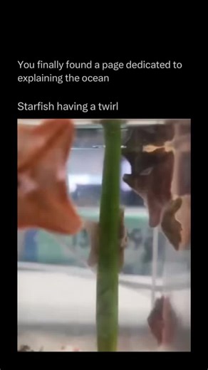 Oceans Explained in depth on Instagram: "Follow @explainingoceans to learn everything about oceans one post at a time 🧠🔥 Starfish, also called sea stars, are fascinating marine animals found in oceans all over the world. They are known for their star-shaped bodies, usually with five arms, and their ability to move using hundreds of tiny tube feet. One of the most remarkable features of starfish is their ability to regenerate lost arms. They play an important role in ocean ecosystems by helping