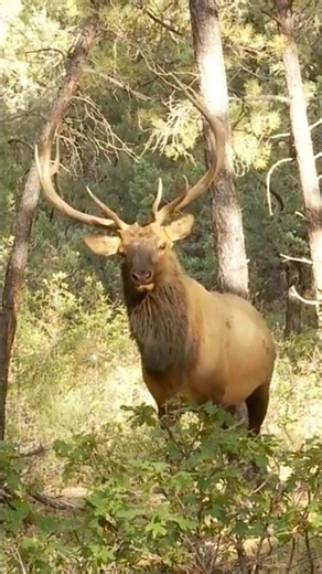 7 Yards Bull Elk Bow shot #bowhunting #elkhunting
