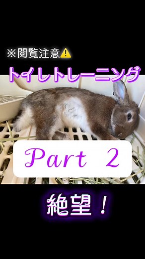 布団が縄張りと主張してるし、トイレトレーニングしてから放し飼いにしたら良かった🥹 #うさぎ #うさぎのいる暮らし #うさぎの飼い主さんと繋がりたい #動物好きと繋がりたい #トイレトレーニング