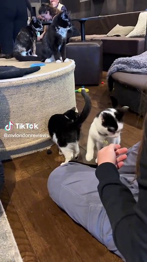 Java Whiskers Cat Cafe in Westfield White City