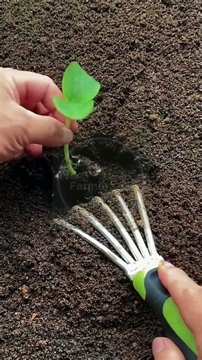 Planting a Sprouted Seedling! 🌿🌱 #farmoratv #nature #asmr