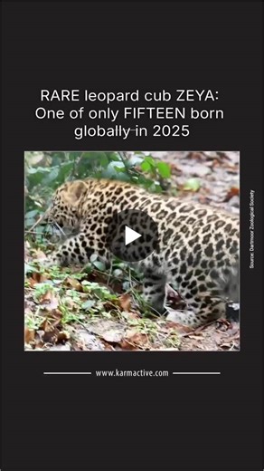 #conservation #wildlife #endangeredspecies #sustainability #environmentalprotection #wildlifeconservation #biodiversity | Karmactive