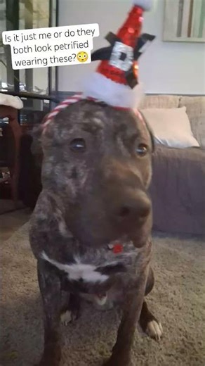 Christmas hats! #christmas #locoslife #loco #pepper