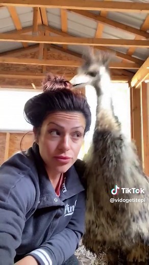 Funny Emu Moments That Will Make You Laugh