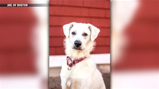 Deaf puppy learns hand signals at Animal Rescue League of Boston