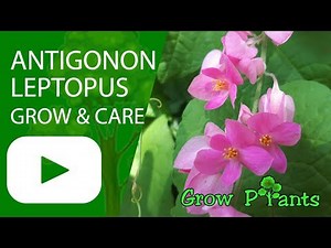Antigonon leptopus - grow and care