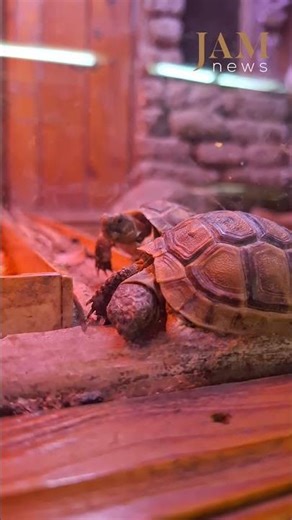 Exotic animals exhibit, Tbilisi Zoo, #Georgia