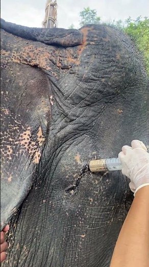 The Secret Life of Asian Elephants | Why These Gentle Giants Are the Heart of Our Ecosystem
