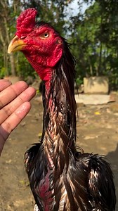 Face 🔥 java assel #autumn #fridayfun #huntinggear #unwind #weekendplans #animalwelfare #crosscountry #teamwork | Mohammad Tufael Ahmed