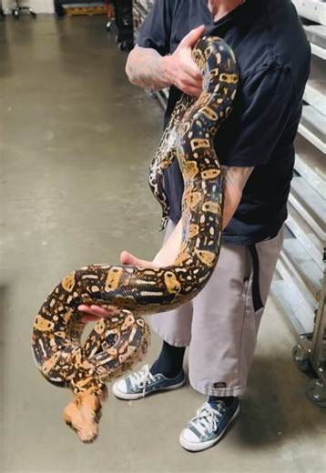 Big girl, Hypo Aztec het Habanero (VPI Leopard) #snakecountry #habaneroboa #aztecboa #vpileopard #vpileopardboa